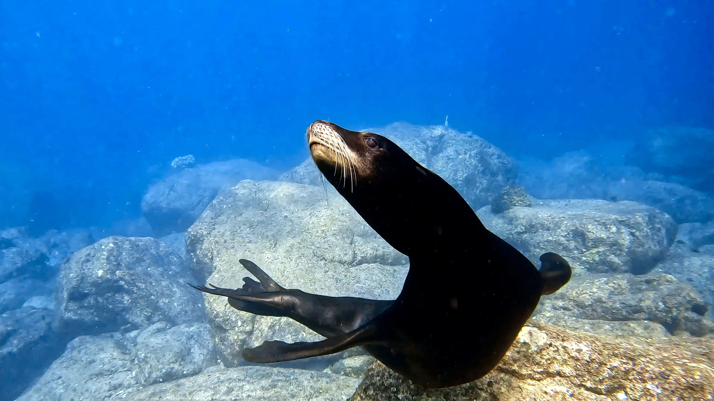 Sea of Cortez underwater photograph, 2023