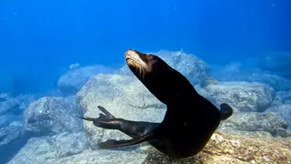 Underwater photograph by Joel Bergsma