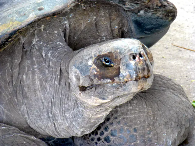 Giant Tortoise