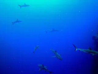 Seven reef sharks circle in front and beside us, as we swim along this wall.