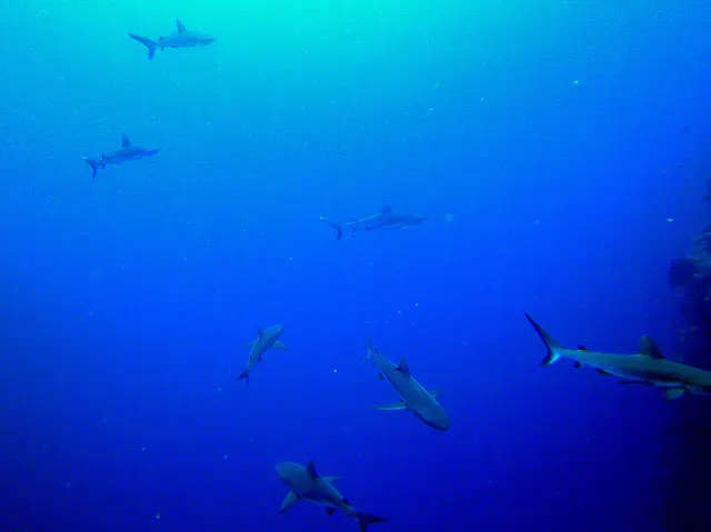 Seven reef sharks circle in front and beside us, as we swim along this wall.