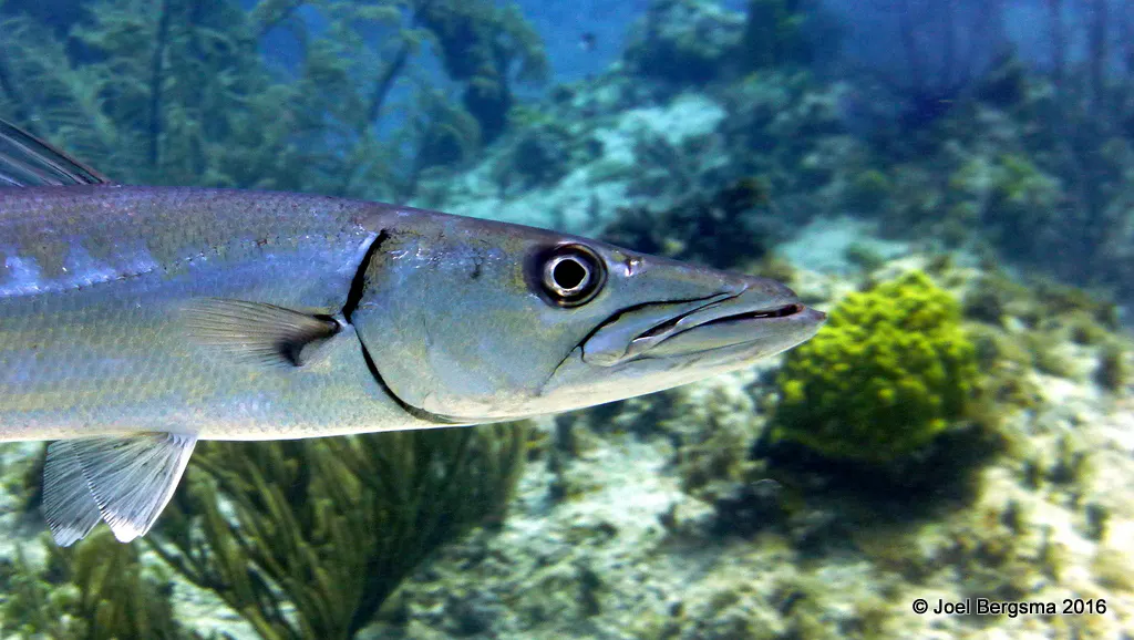 Great Barracuda, Cayman Islands, 2016