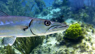 Underwater photograph by Joel Bergsma