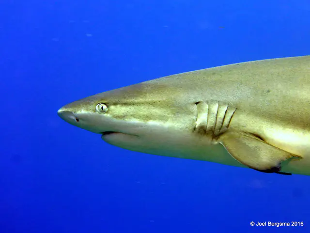 Underwater photograph by Joel Bergsma