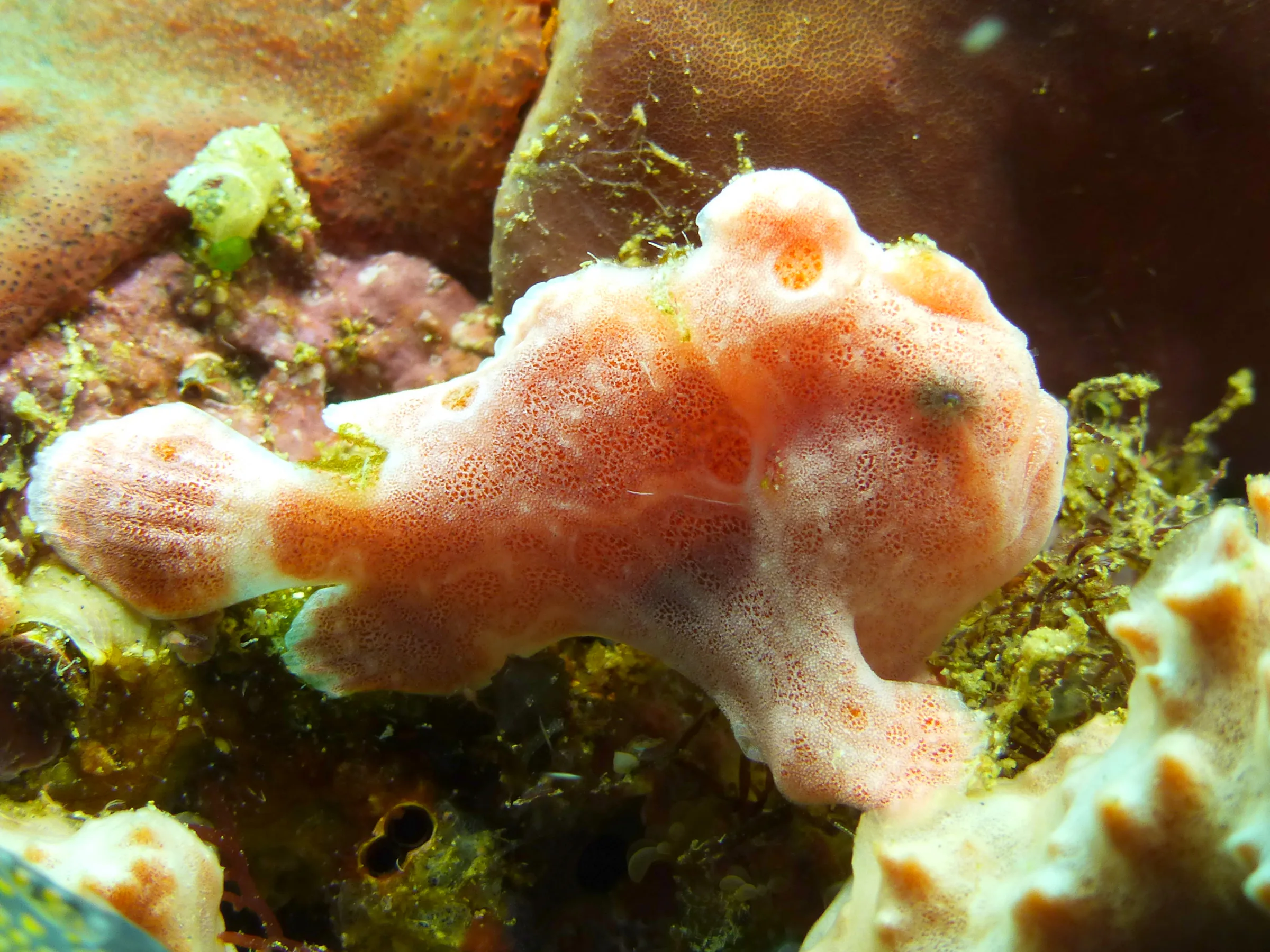Frogfish, Philippines, 2014