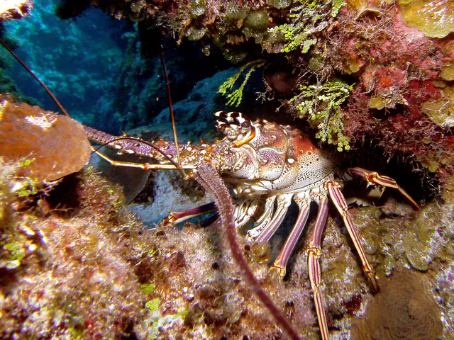 A Spiny Lobster hides in its crevice.