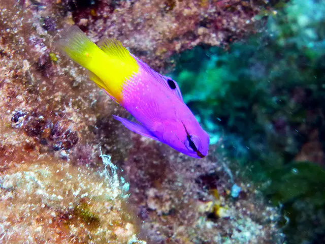 Underwater photograph by Joel Bergsma