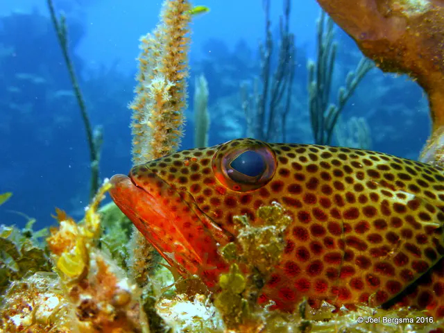 Underwater photograph by Joel Bergsma