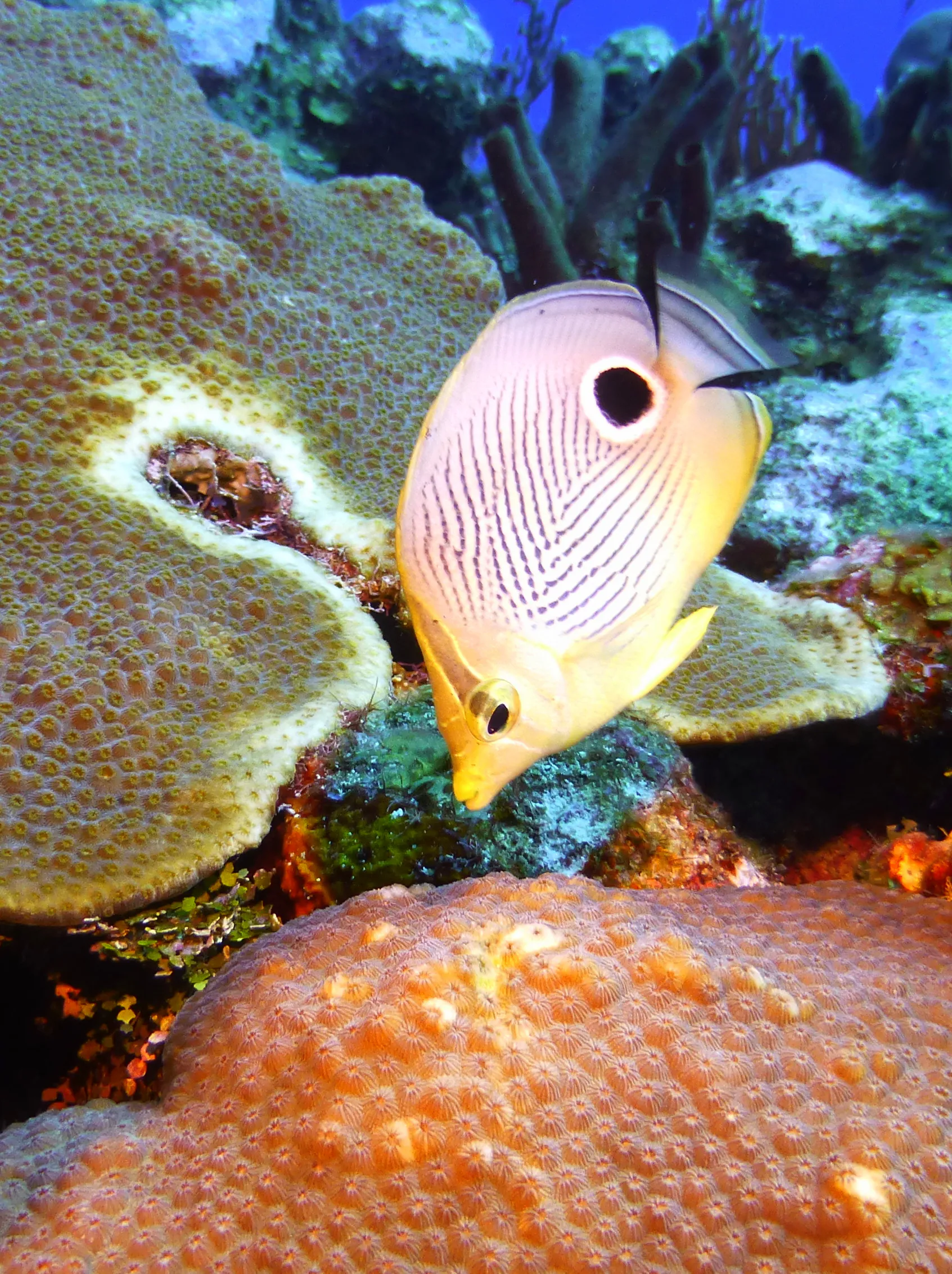 Spotfin Butterflyfish, Belize, 2017