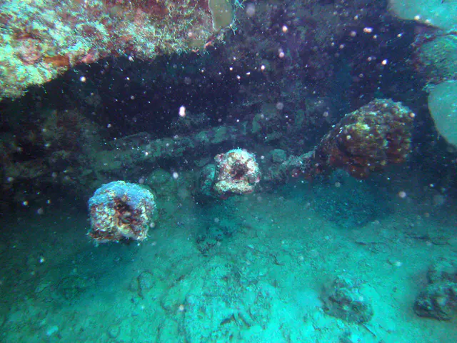 The Japanese LST had one large, 3 barreled anti-aircraft gun to protect it from allied airstrikes.  The gun rests upside down under the wreckage. Shown are the three barrels.