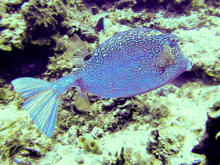 Honeycomb Cowfish