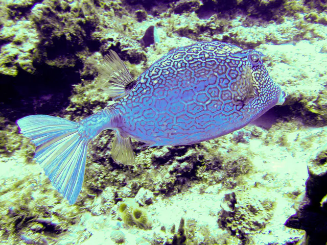 Honeycomb Cowfish