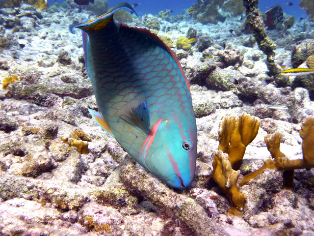 Underwater photograph by Joel Bergsma