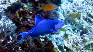 Underwater photograph by Joel Bergsma