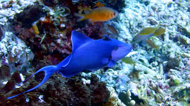 Underwater photograph by Joel Bergsma