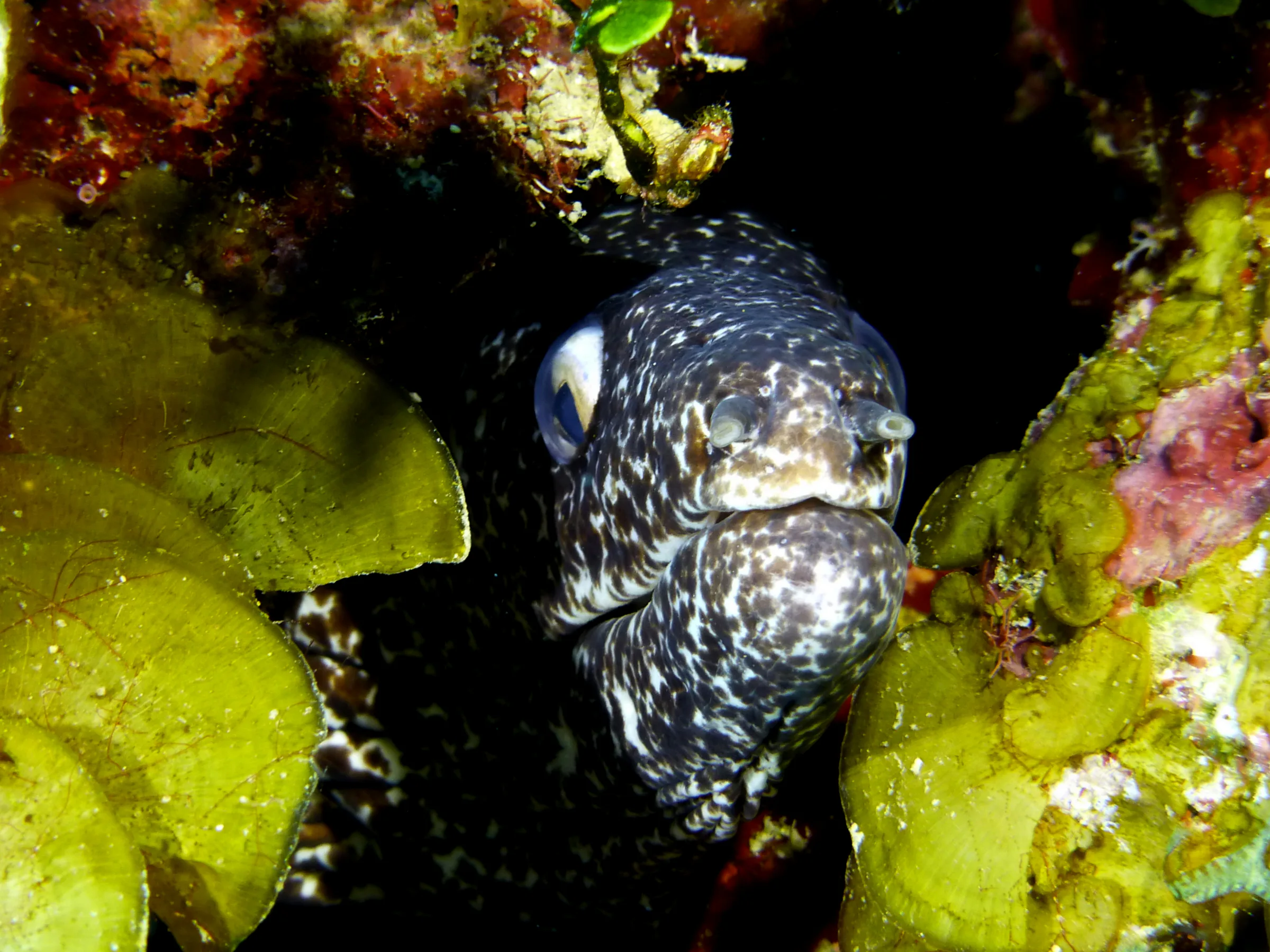 Spotted Moray Eel, Belize, 2017