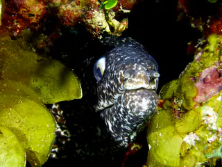 Underwater photograph by Joel Bergsma