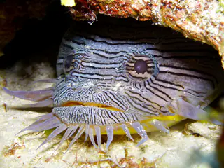 Underwater photograph by Joel Bergsma
