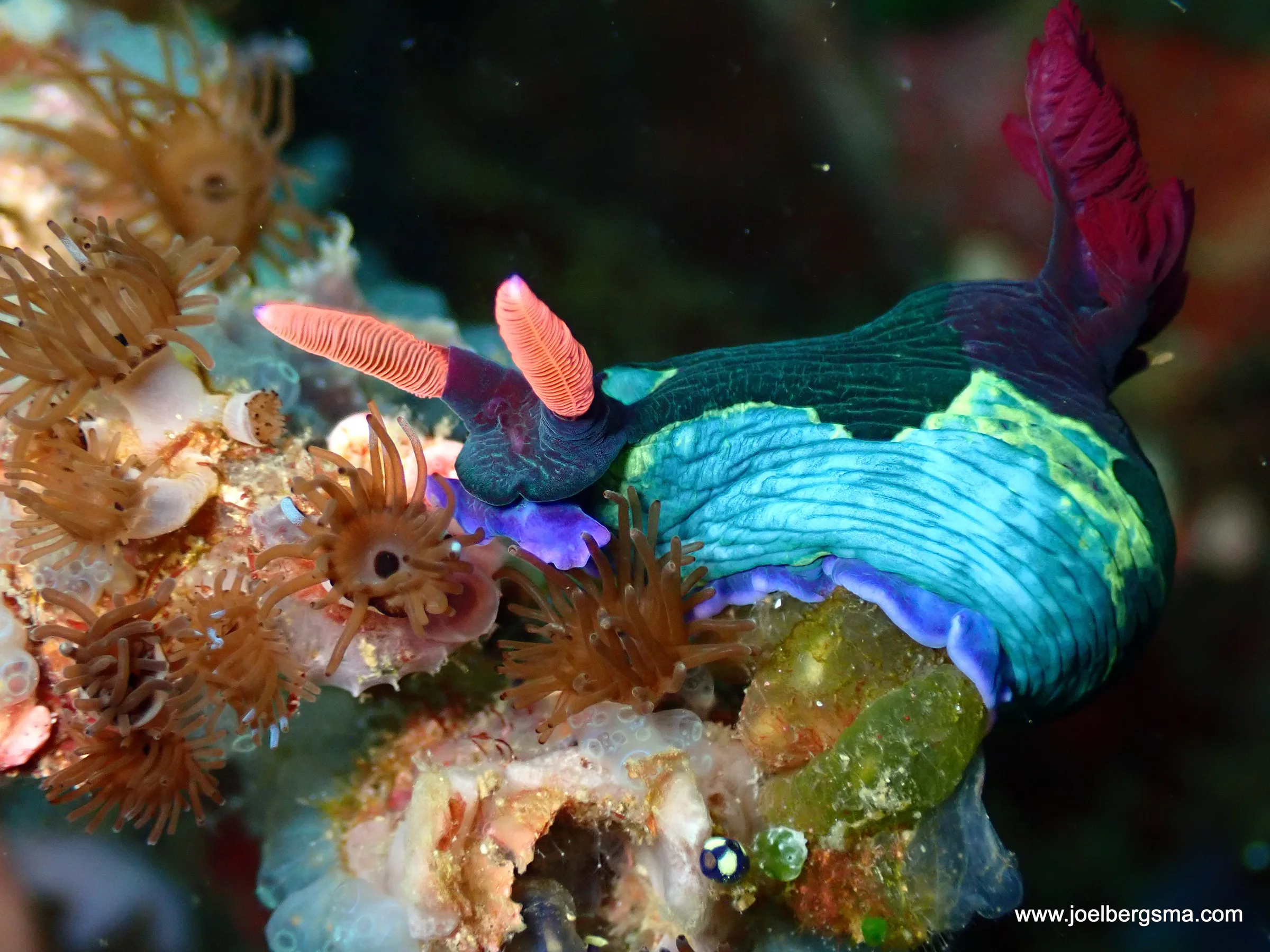 Philippines underwater photograph, 2022