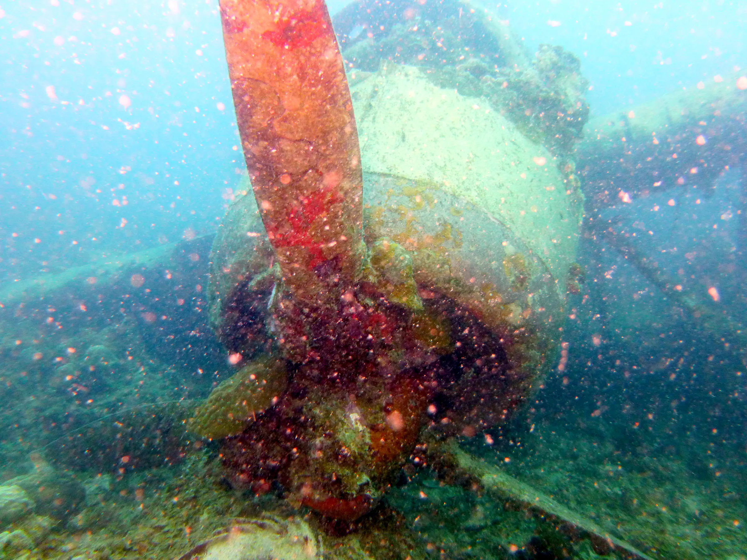 Palau underwater photograph, 2013