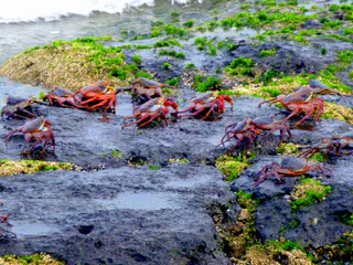 Sally Lightfoot Crabs scramble on lava rocks in front of the Lodge on Floreana