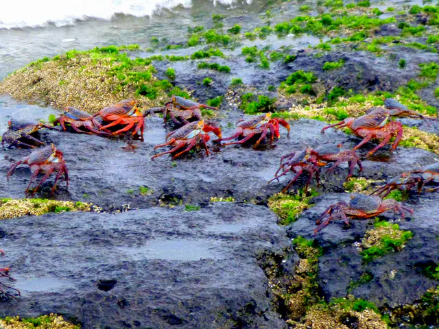 Sally Lightfoot Crabs scramble on lava rocks in front of the Lodge on Floreana