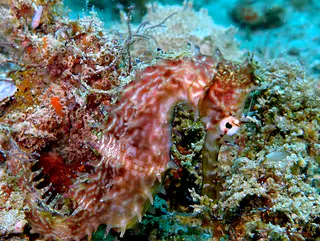 Underwater photograph by Joel Bergsma