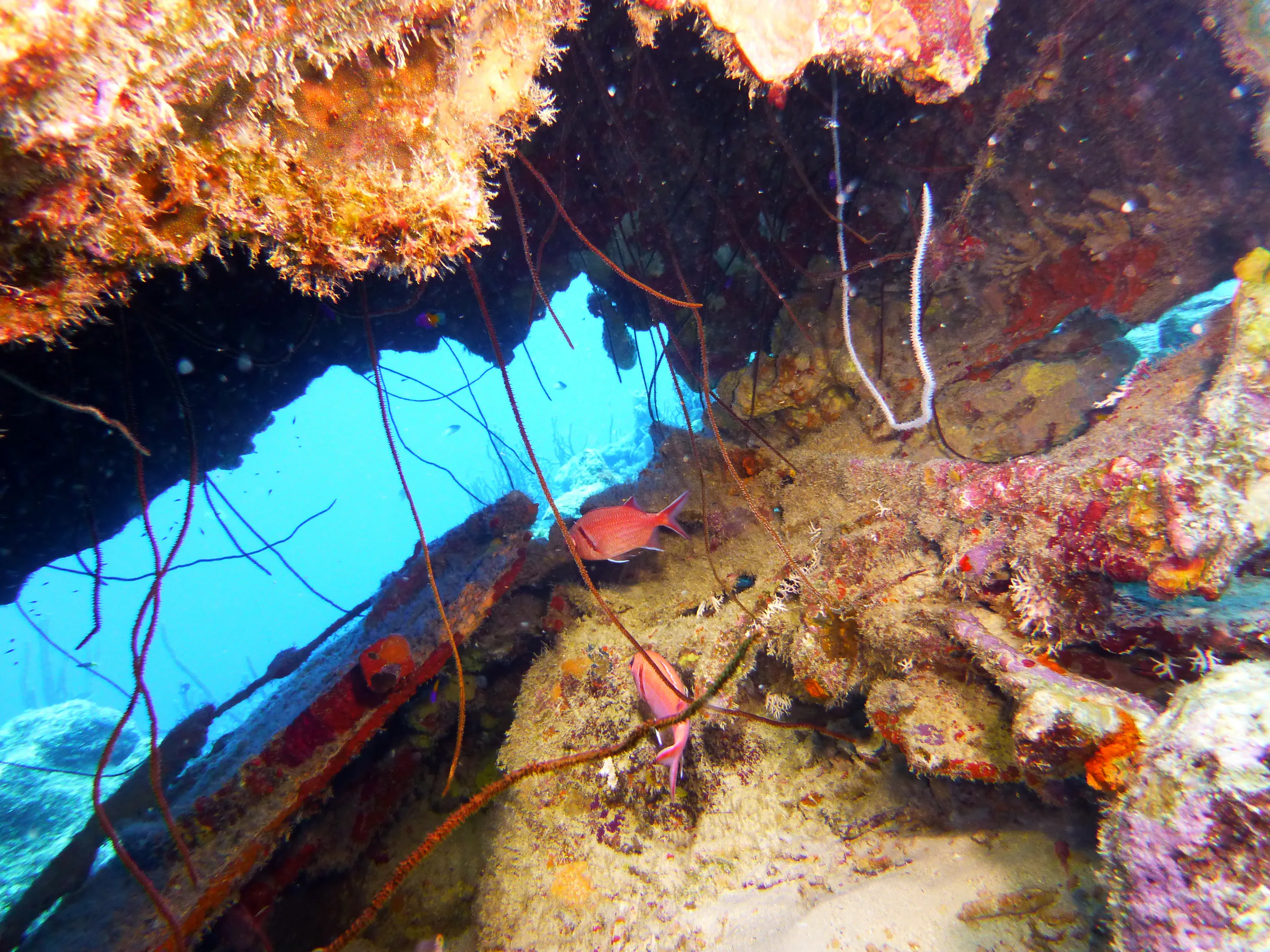 Bonaire underwater photograph, 2013