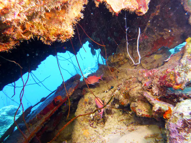 Underwater photograph by Joel Bergsma