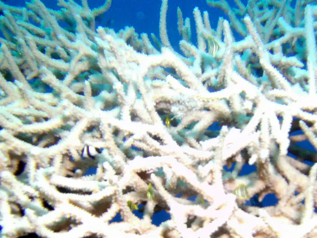 Juvenile reef fish are protected by this staghorn coral.
