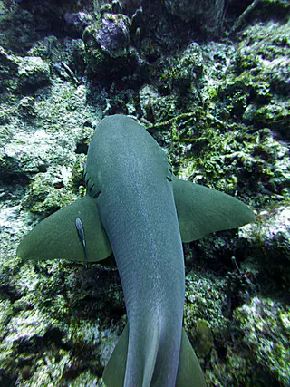 Underwater photograph by Joel Bergsma