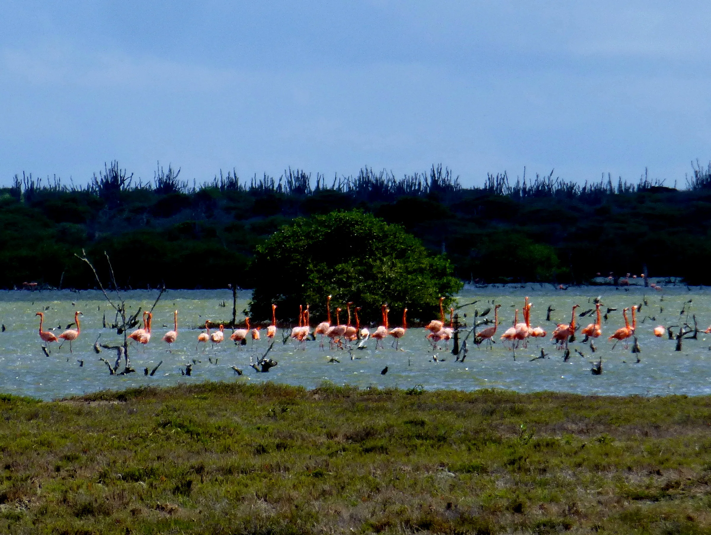 Flamingo, Bonaire, 2013