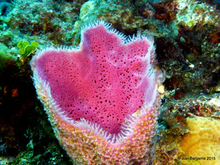 Underwater photograph by Joel Bergsma