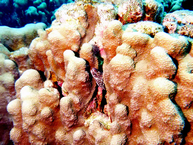 Underwater photograph by Joel Bergsma