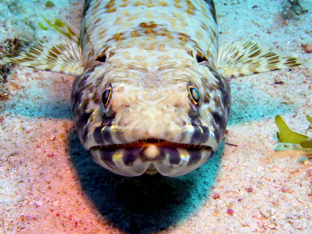 Underwater photograph by Joel Bergsma