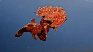 Underwater photograph by Joel Bergsma