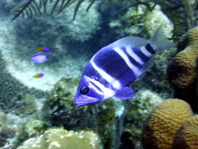 Underwater photograph by Joel Bergsma