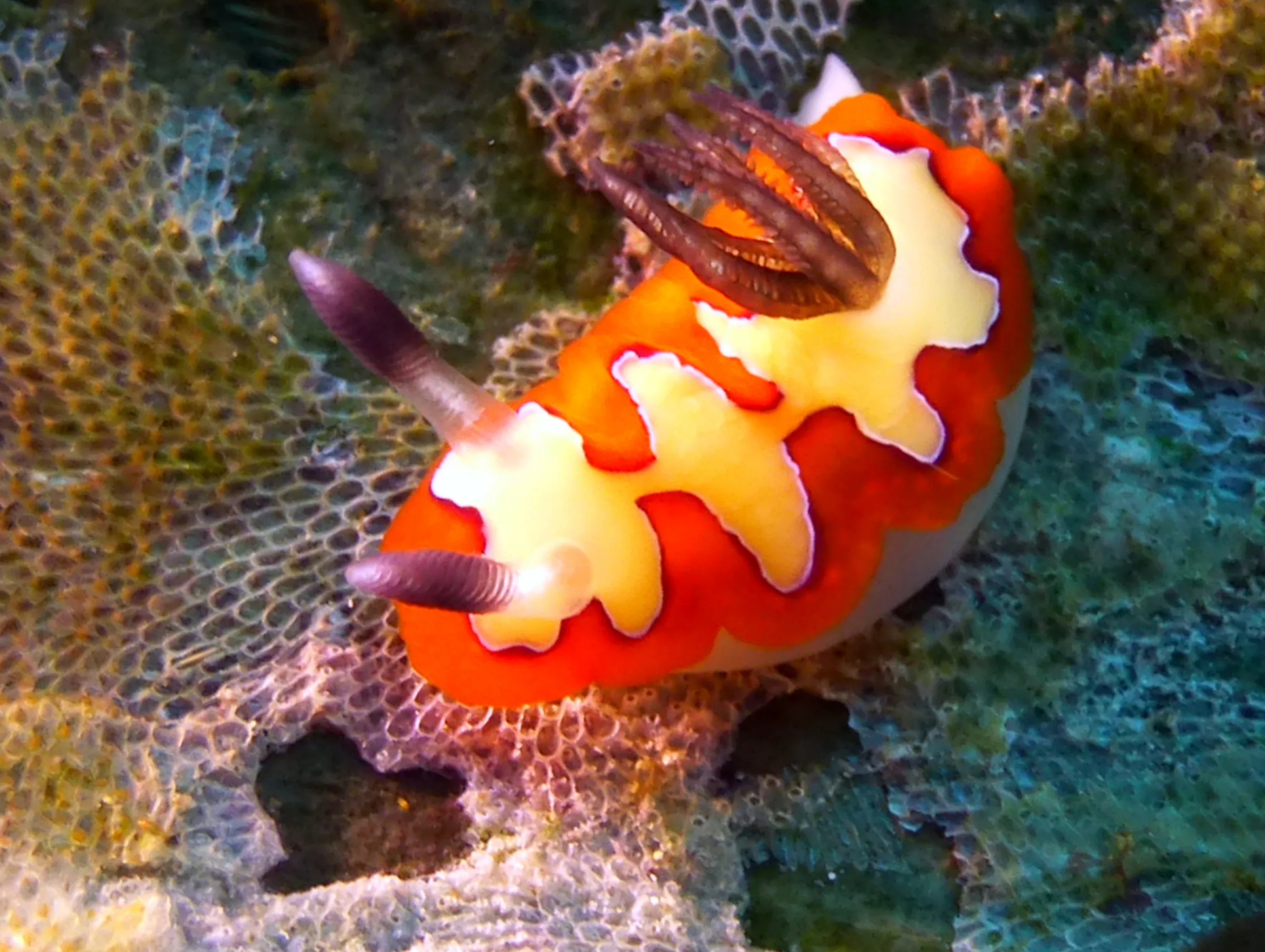 Nudibranch, Philippines, 2014