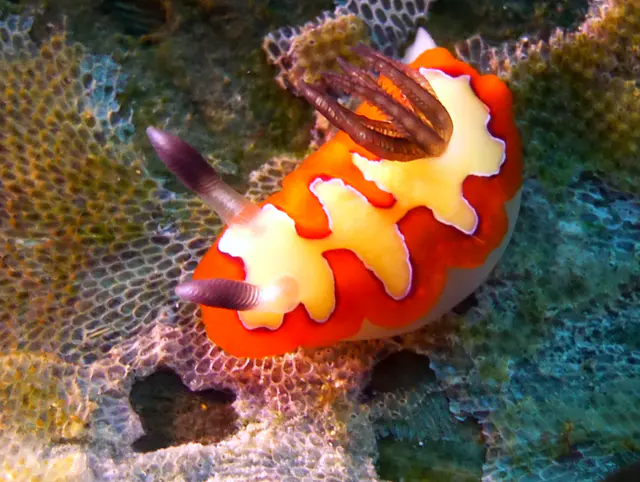 Underwater photograph by Joel Bergsma