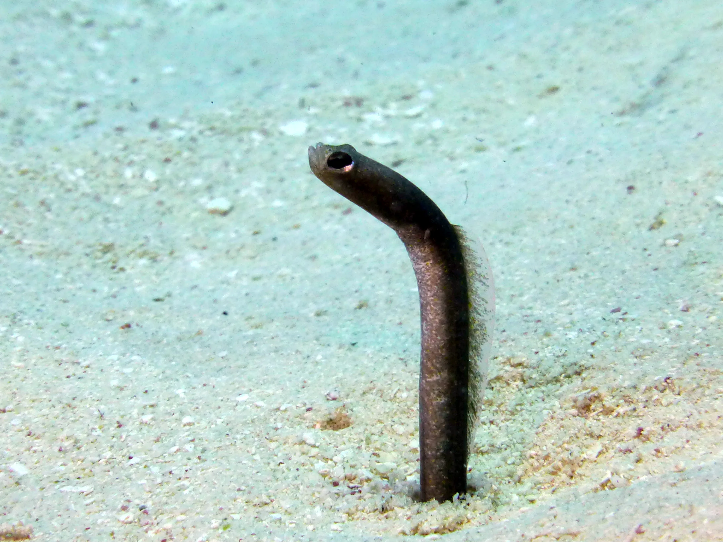 Brown Garden Eel, Belize, 2017