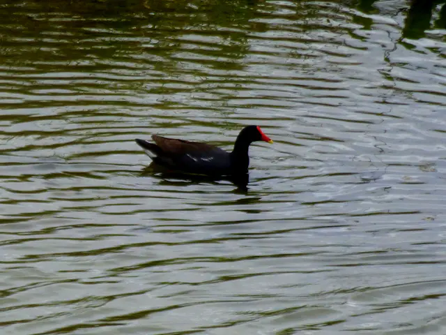 Duck