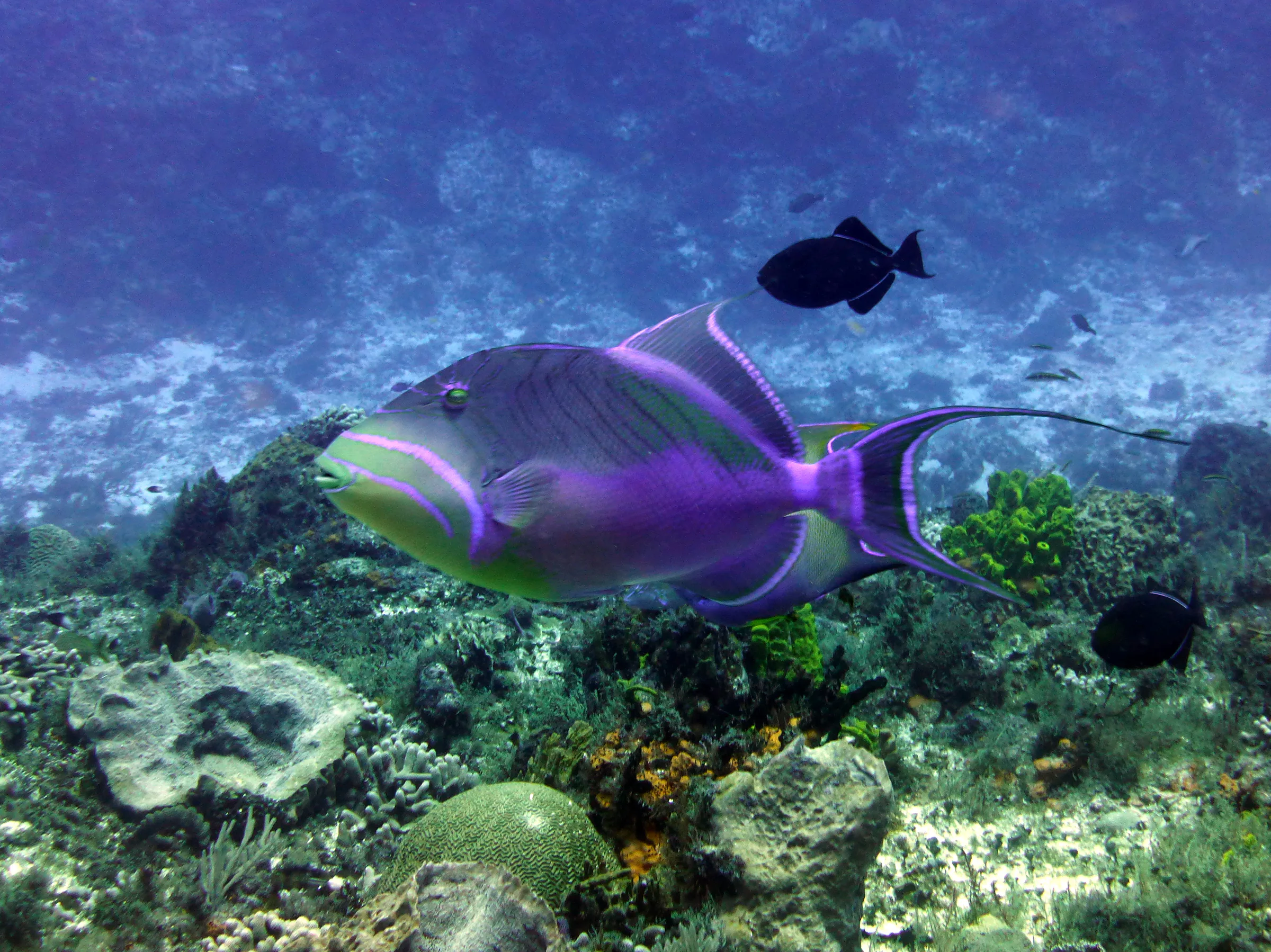 Queen Triggerfish, Cozumel, 2014
