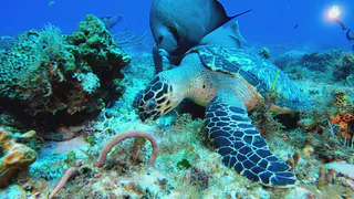 Underwater photograph by Joel Bergsma