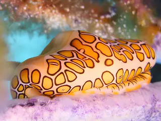 Underwater photograph by Joel Bergsma