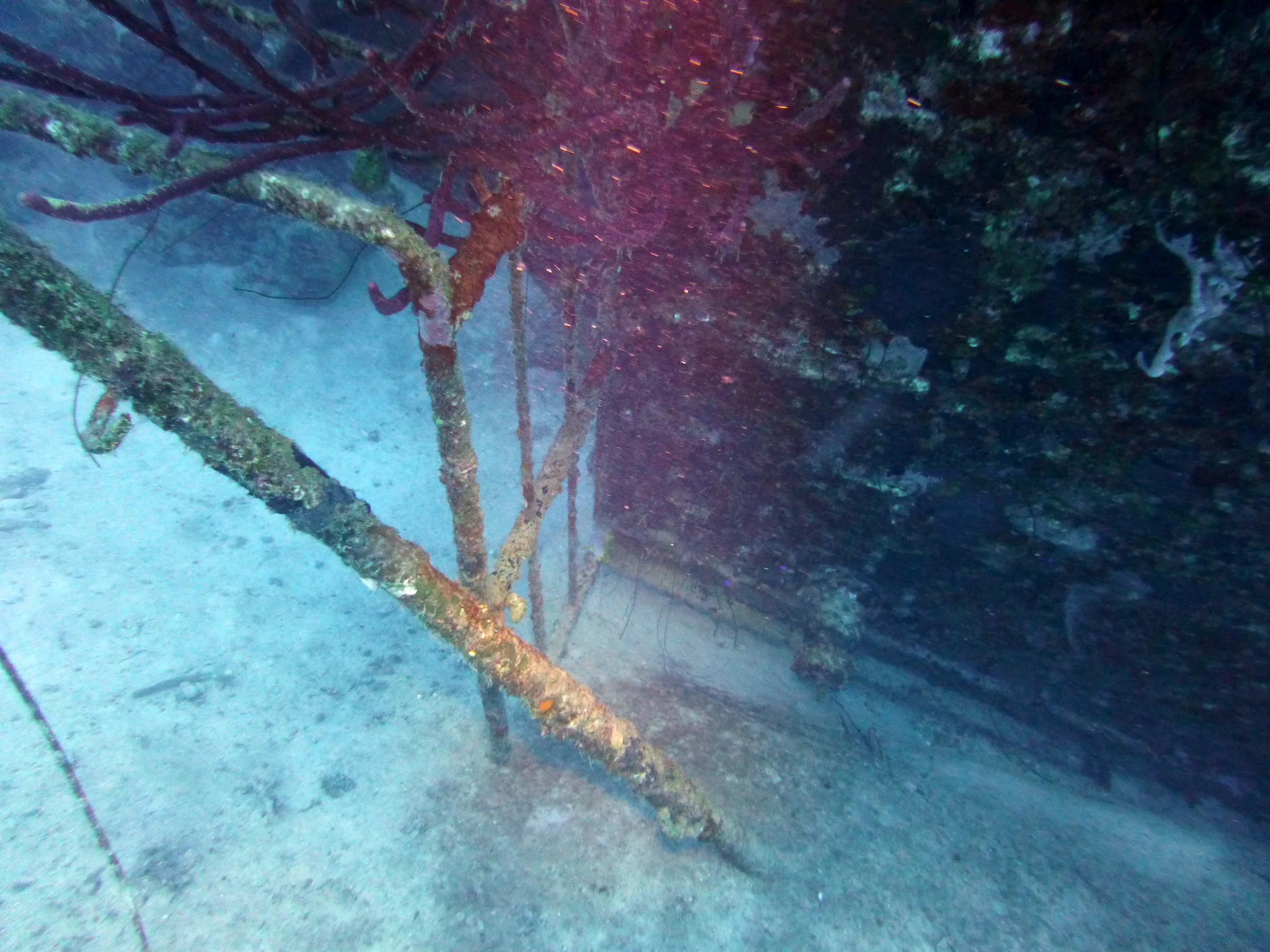 Bonaire underwater photograph, 2013