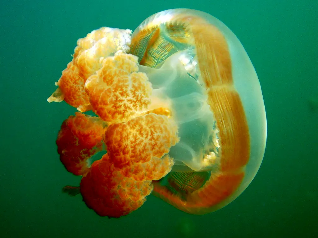 A beautiful Golden Jellyfish with six nematocyst-bearing tentacles.  Jellyfish Lake, Palau, 2011.   See Paul Humann, et al, Reeff Creature Identification (2010), page 17.
