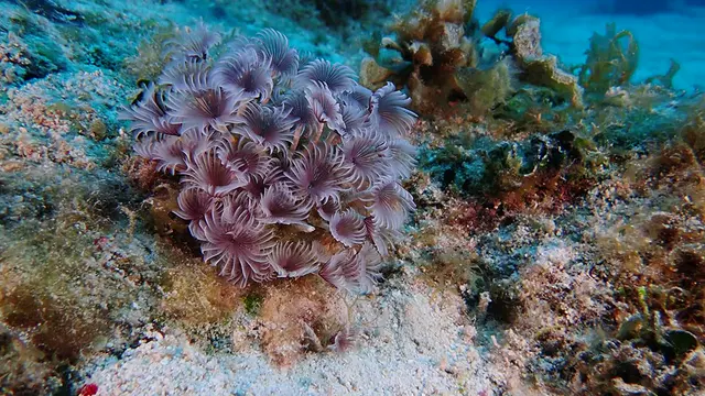 Underwater photograph by Joel Bergsma