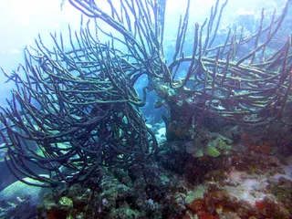 Underwater photograph by Joel Bergsma