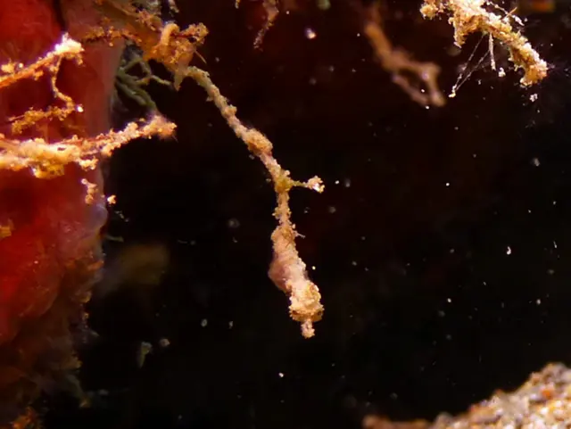Underwater photograph by Joel Bergsma