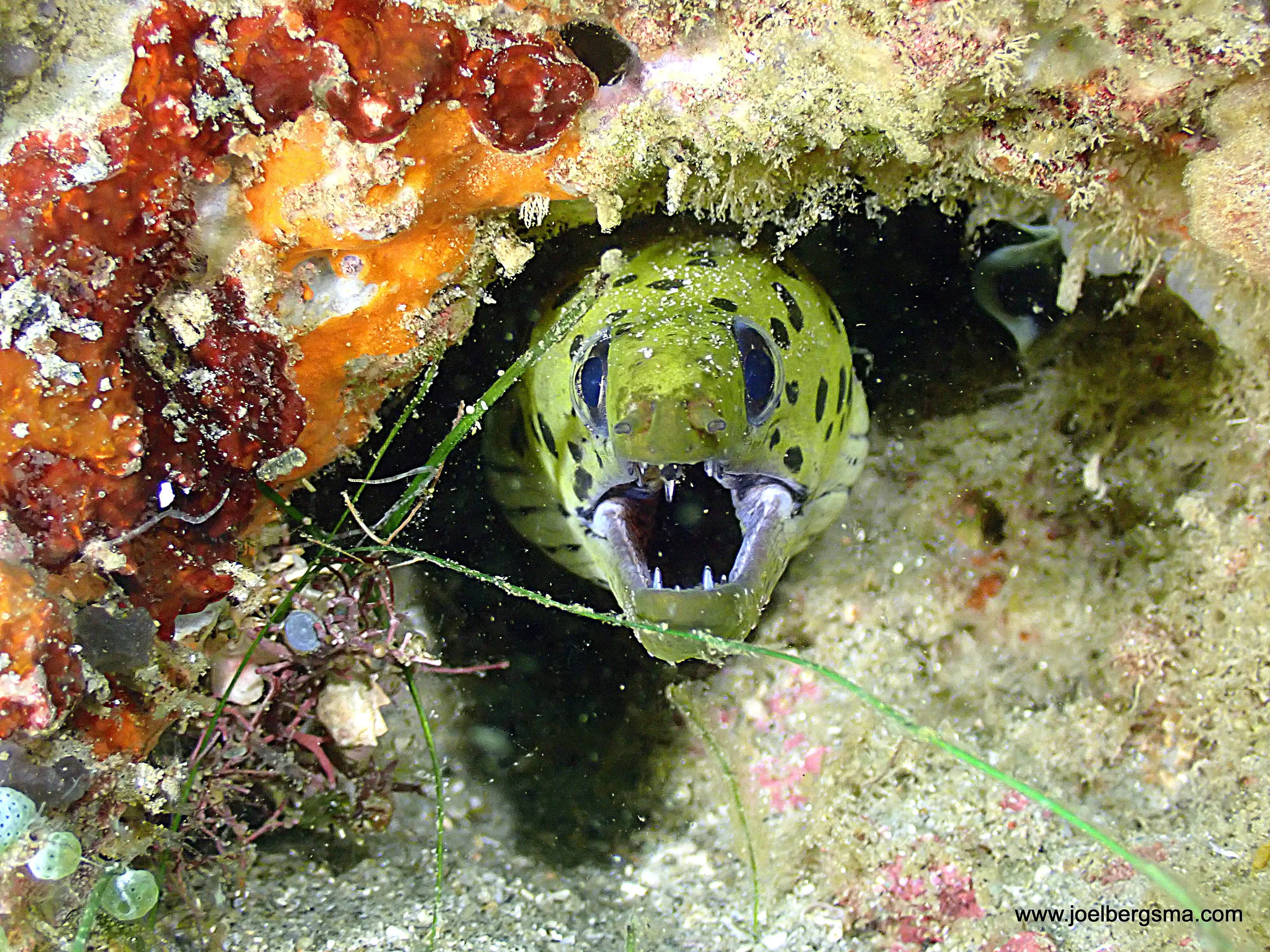 Philippines underwater photograph, 2022